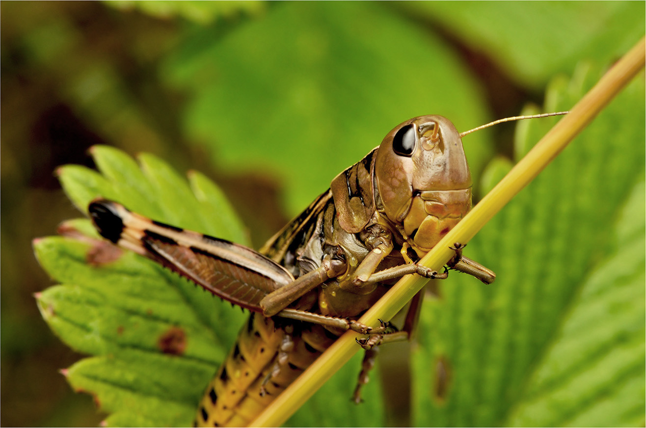 photo "***" tags: macro and close-up, insect, summer