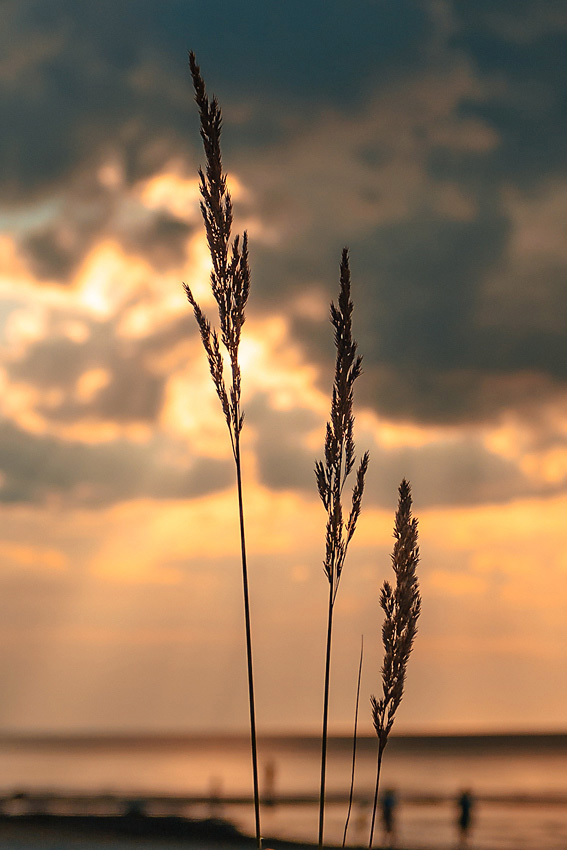 photo "***" tags: landscape, nature, people, sea, summer, sunset