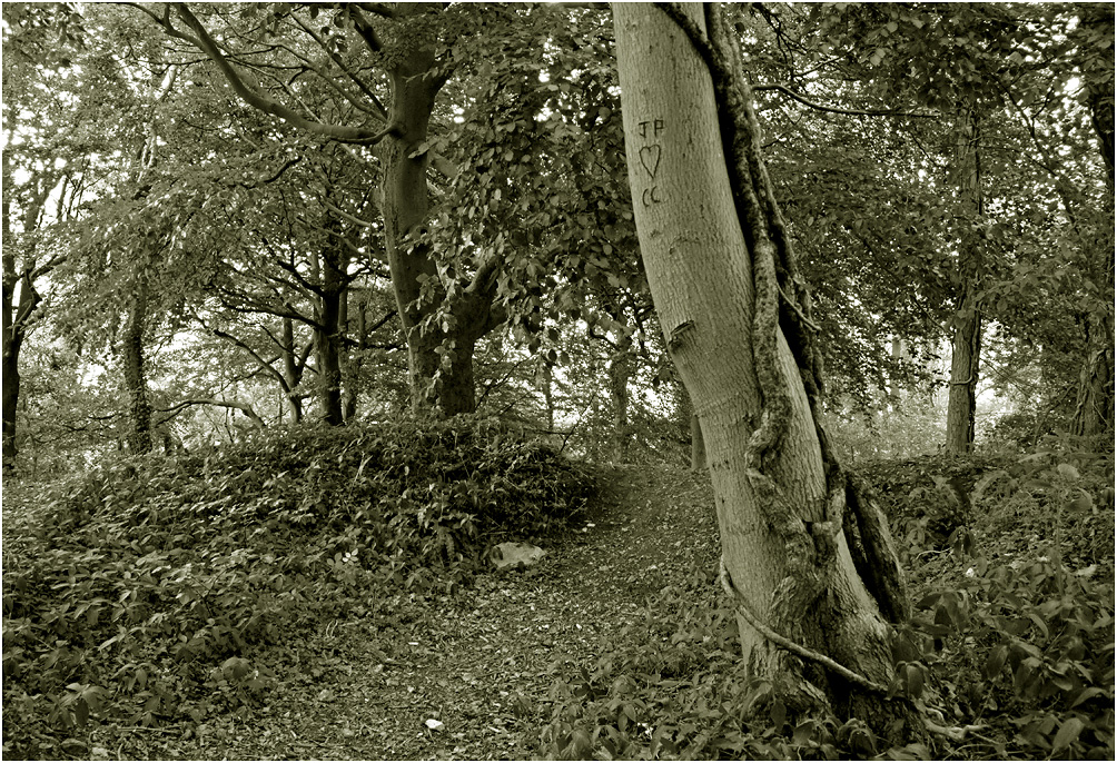 фото "Любовь, змея" метки: фрагмент, природа, дерево, лес, лето