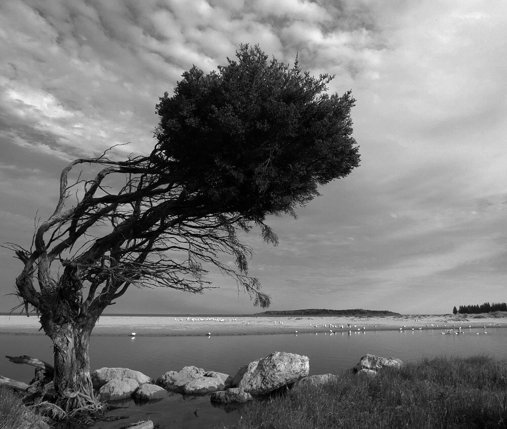 фото "Lonely tree" метки: пейзаж, 