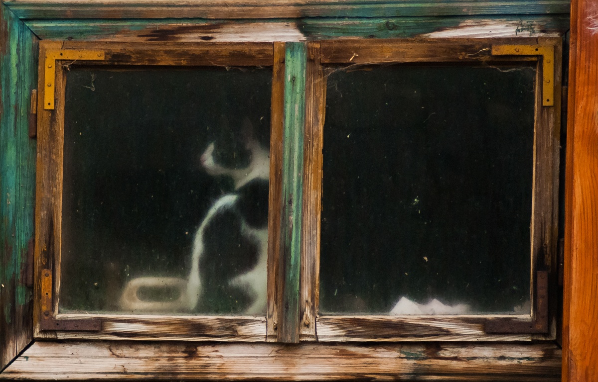 photo "ghosts of the past" tags: nature, fragment, cat window blured