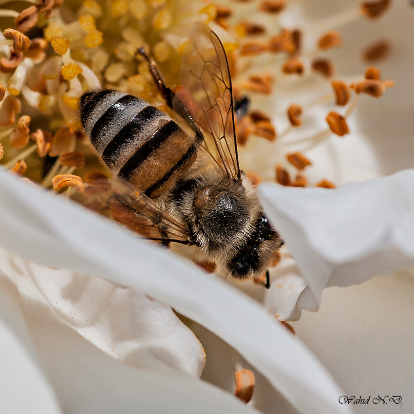 photo "Nectar" tags: nature, macro and close-up, Africa