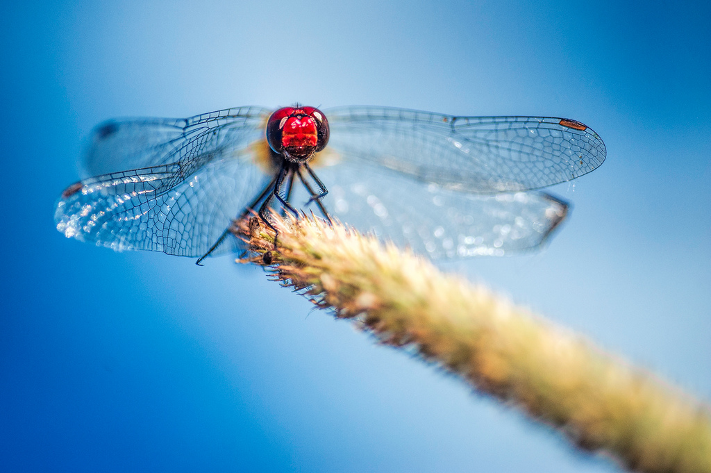 photo "Dragonsky" tags: macro and close-up, nature, Belgium, clouds, dragonfly, red, wheat, wild animals