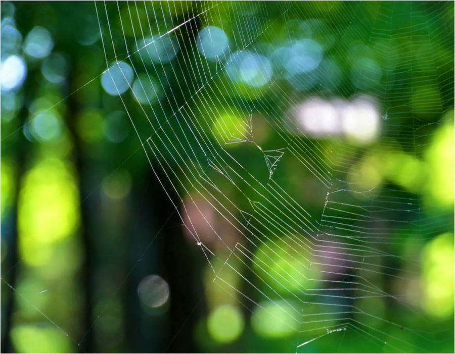 photo "***" tags: nature, 