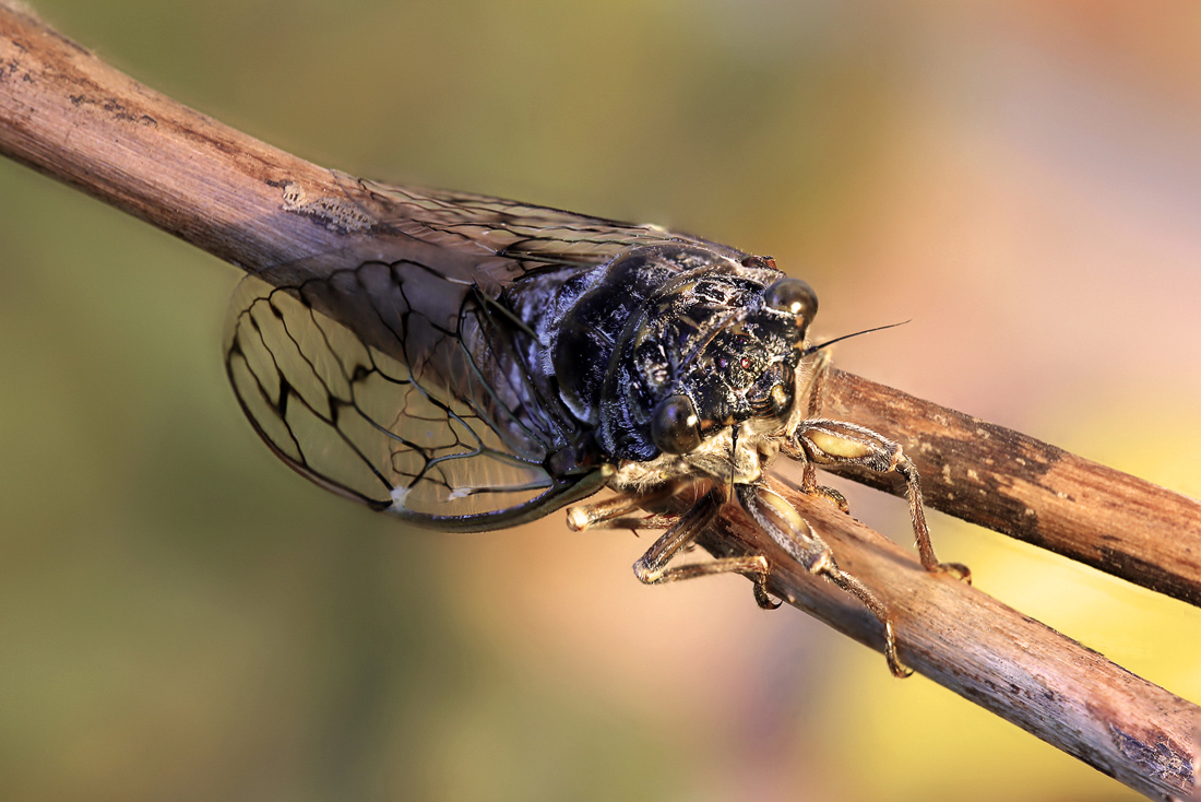 фото "Цикада" метки: макро и крупный план, природа, макро, цикада