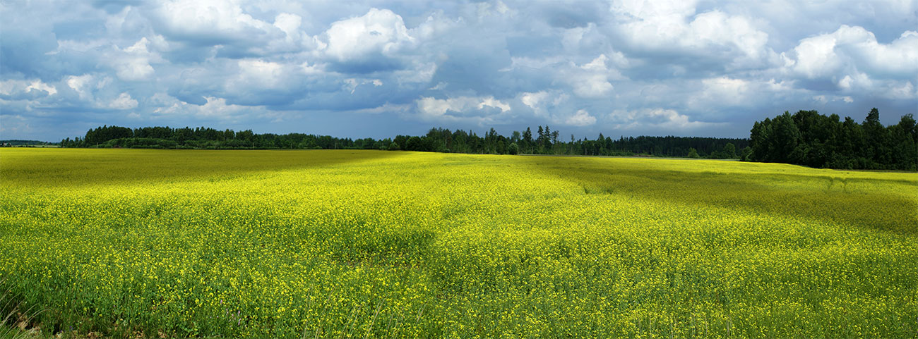 photo "***" tags: landscape, nature, clouds, field, sky, summer, рапс