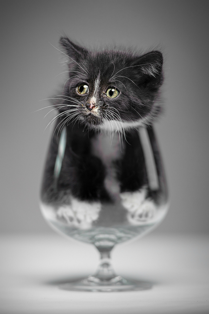 photo "Have a drink?" tags: humor, misc., Belgium, cat, glass