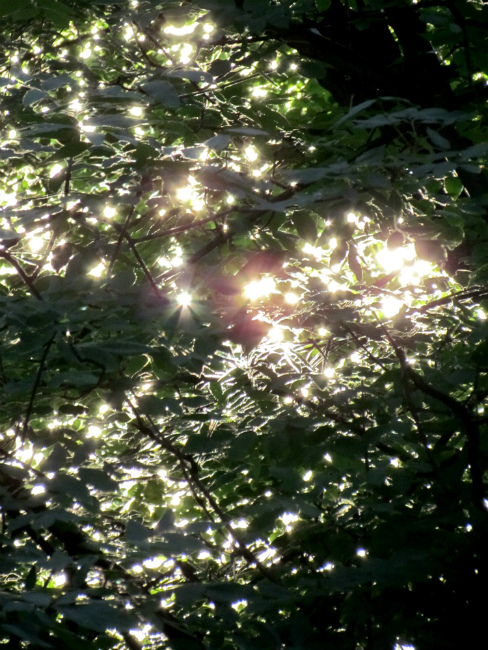 photo "leaves" tags: nature, fragment, abstract, lthtdj