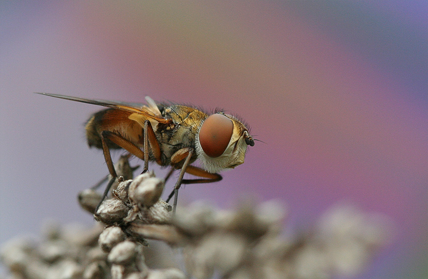 photo "***" tags: macro and close-up, insect