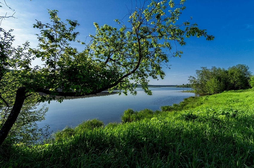 photo "***" tags: landscape, nature, forest, summer, water