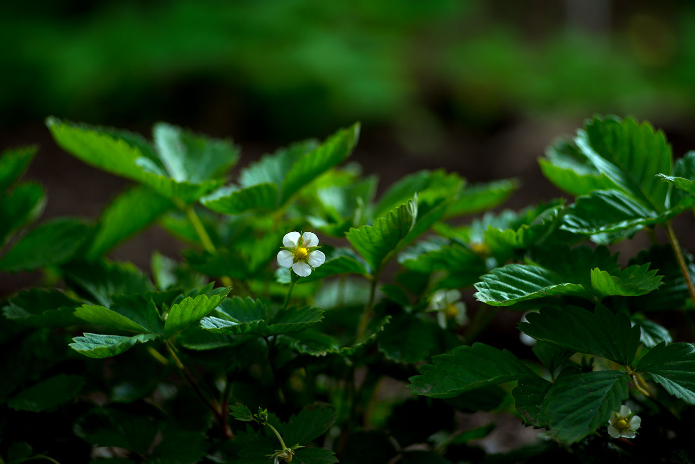 photo "strawberry" tags: macro and close-up, still life, strawberry земляника