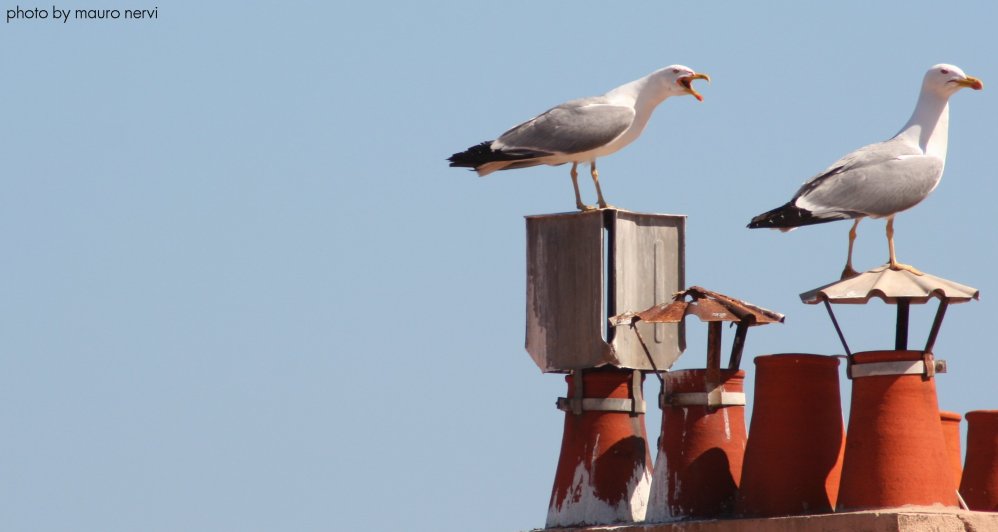 photo "seagulls" tags: nature, 