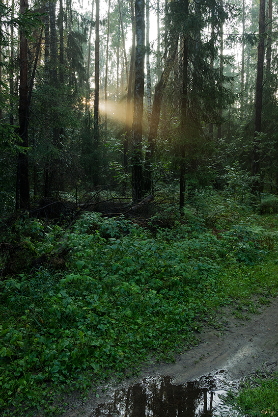 фото "После ливня" метки: пейзаж, закат, лес