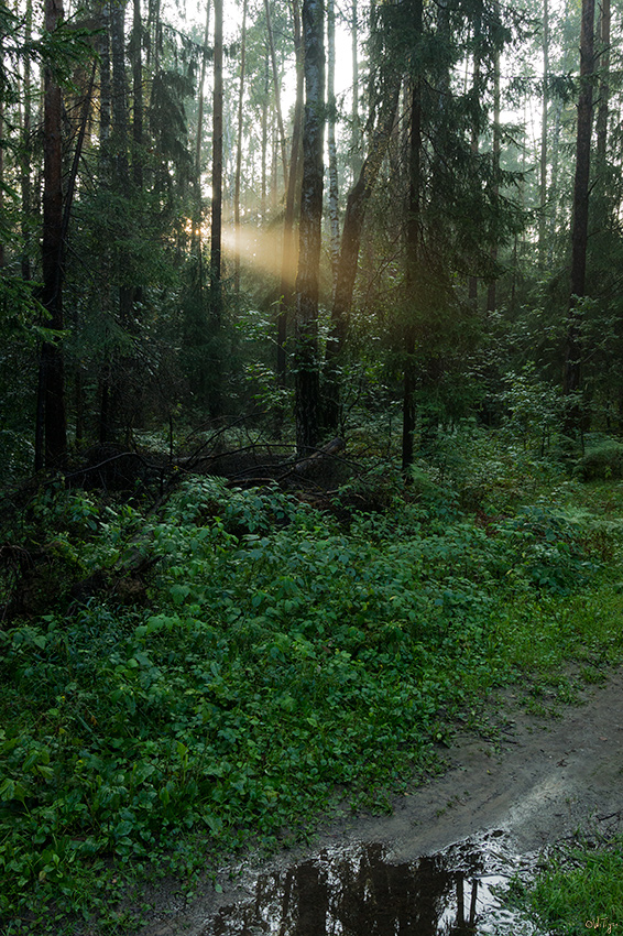 photo "***" tags: landscape, forest, sunset