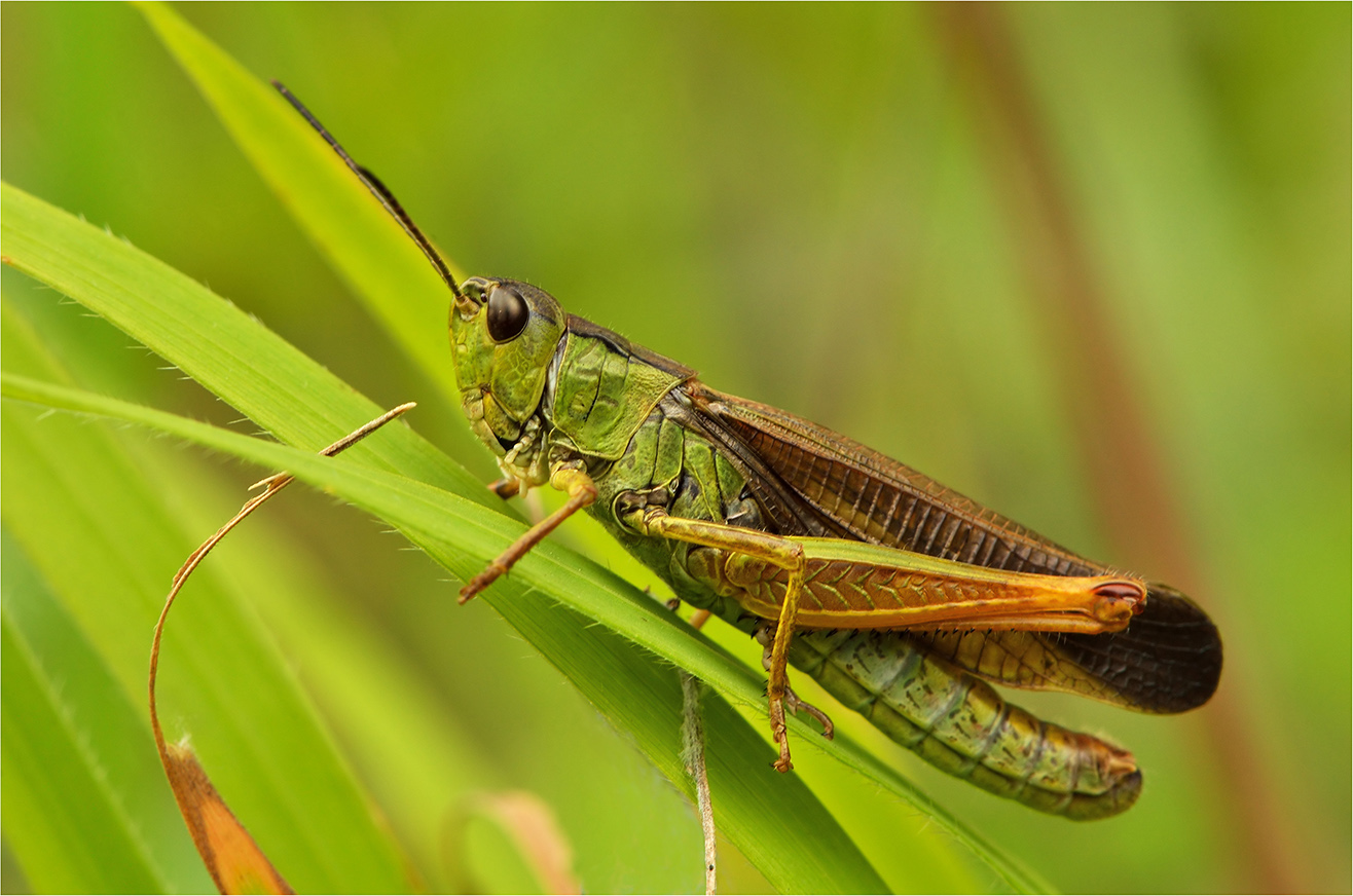 photo "***" tags: macro and close-up, insect