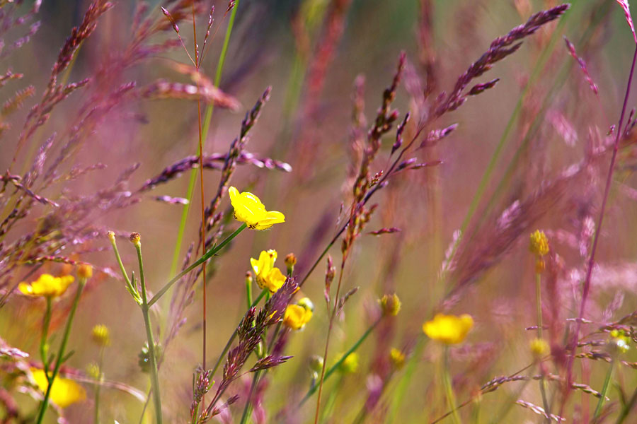 photo "***" tags: nature, landscape, 