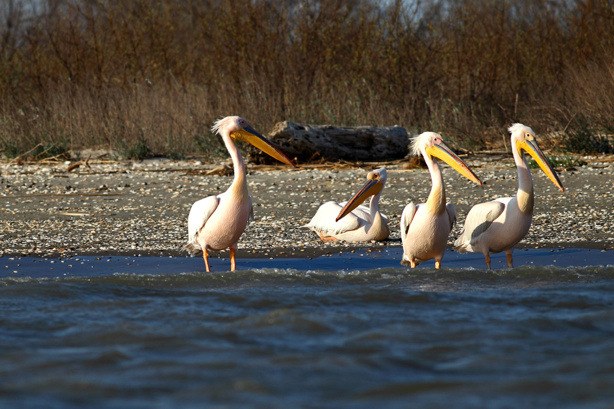 photo "***" tags: nature, wild animals