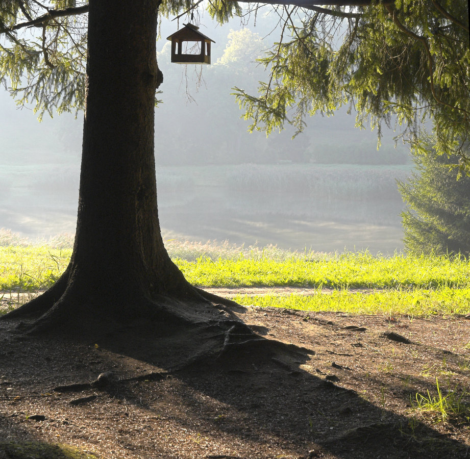 photo "***" tags: landscape, nature, morning, park, summer, sunrise, дымка, контровой свет