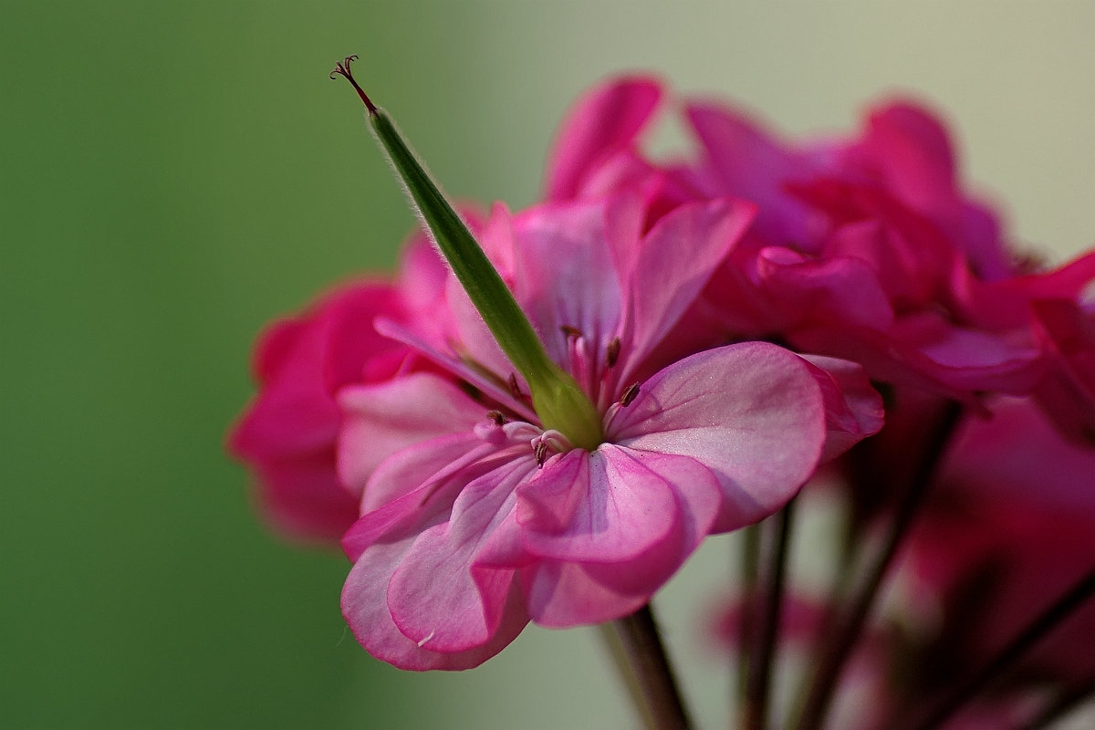 photo "Geranium" tags: macro and close-up, flowers