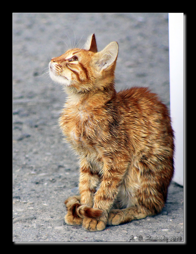 photo "Prayer feline gods" tags: nature, misc., genre, pets/farm animals, wild animals