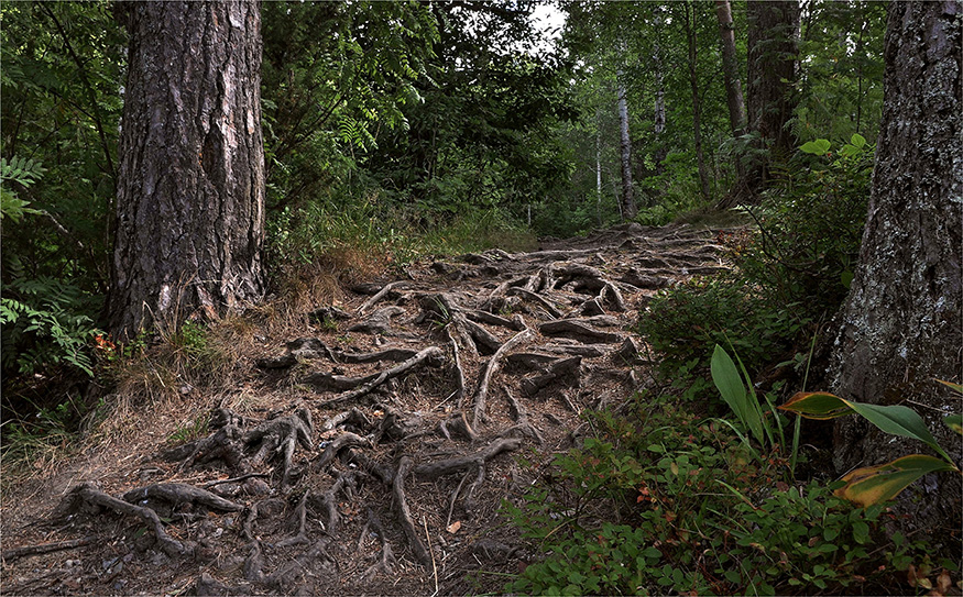 фото "Лесные артерии" метки: пейзаж, фрагмент, 