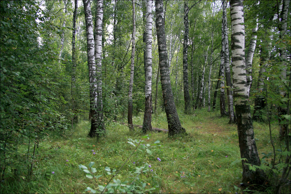 фото "Грибной лес" метки: пейзаж, лес