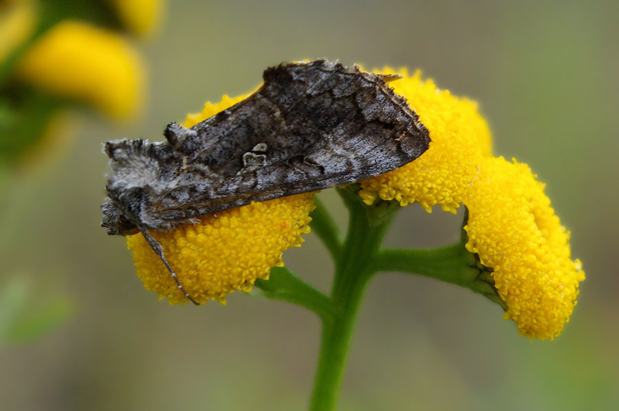 photo "***" tags: macro and close-up, мотылёк, пижма