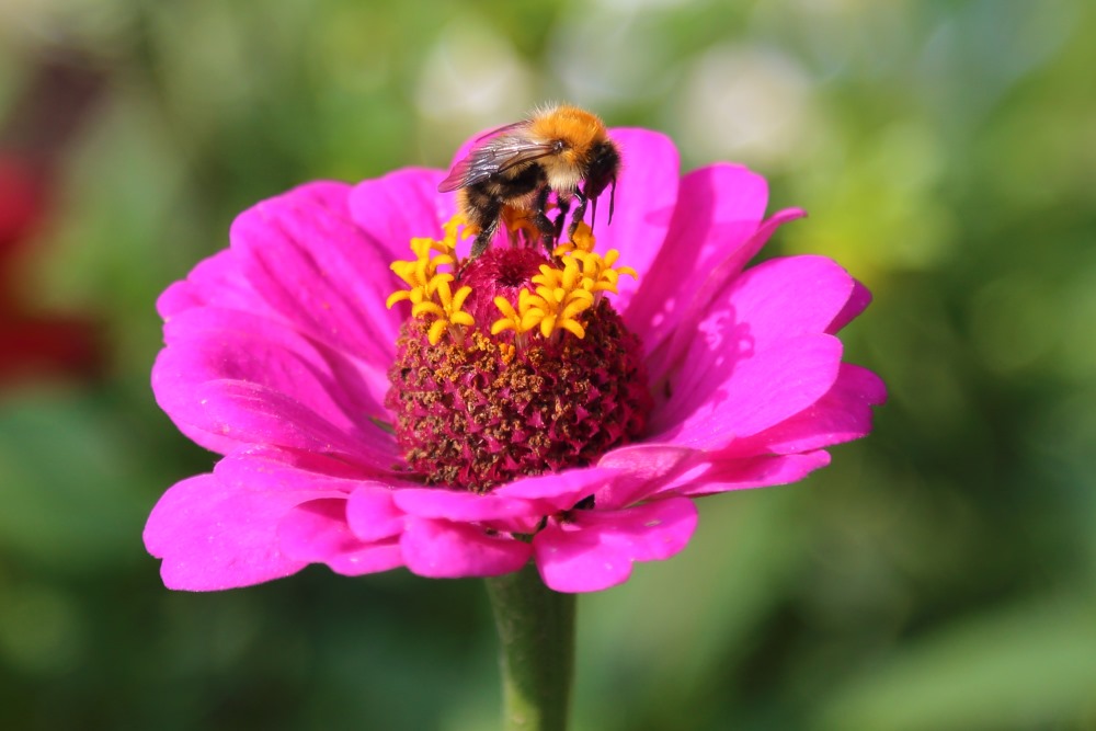 photo "***" tags: nature, flowers, Насекомые