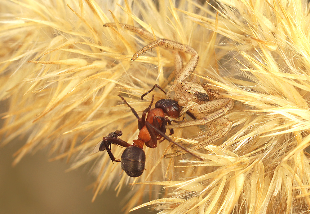 photo "***" tags: macro and close-up, nature, ant, insect, spider, макро