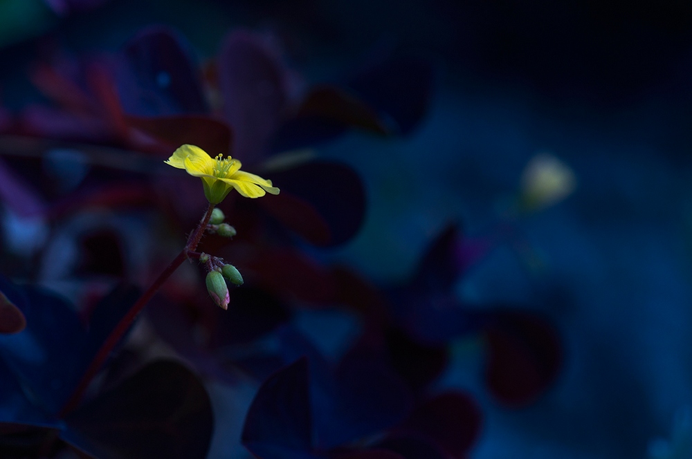 photo "***" tags: macro and close-up, nature, flowers, forest, summer