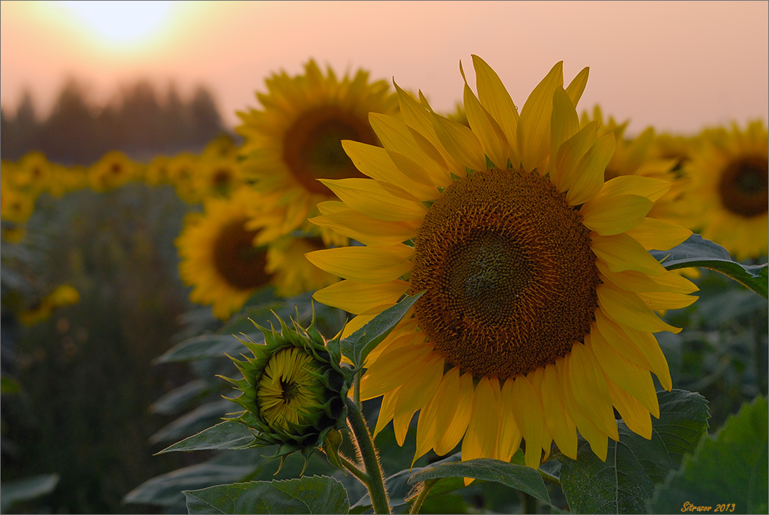 photo "Sunflowers" tags: landscape, 