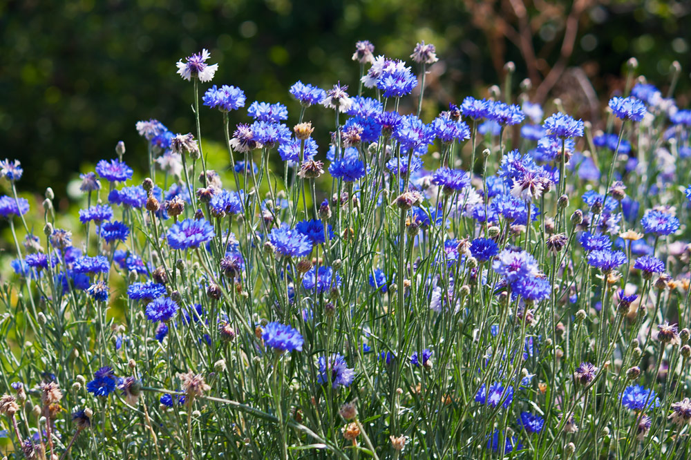 photo "***" tags: nature, flowers