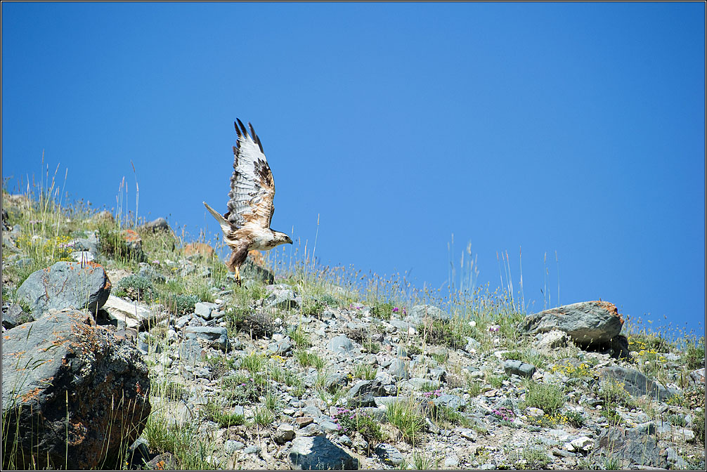 photo "Altai Mountains. The steppe Eagle." tags: travel, nature, Алтай, орел