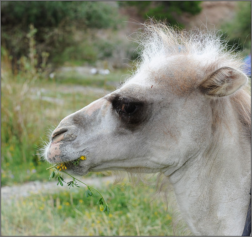 photo "Profile" tags: nature, верблюд