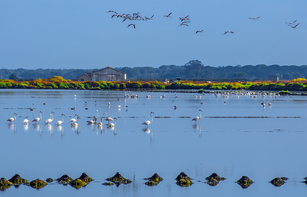 photo "Estuary" tags: panoramic, landscape, nature, Europe, Tagus, animals, beauty, birds, estuary, portugal, river, wild animals