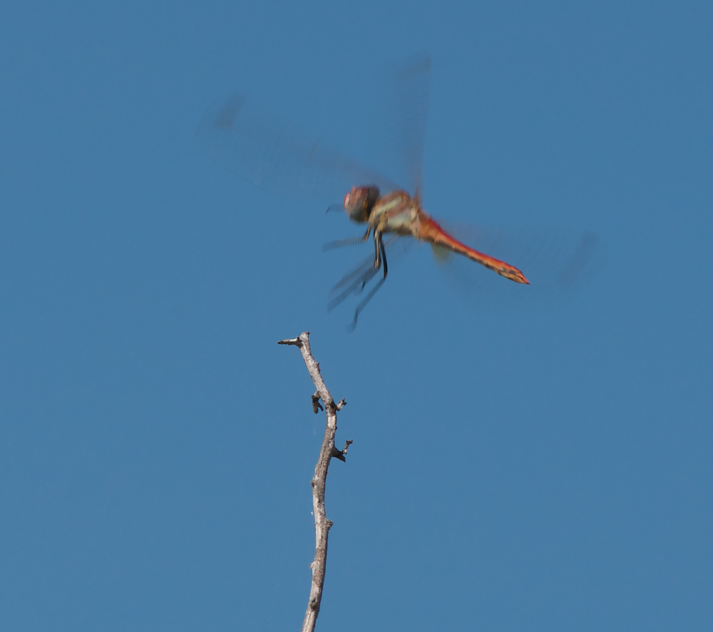 photo "Decision" tags: nature, macro and close-up, Tagus, Tejo, animals, estuary, insect, portugal, river, water