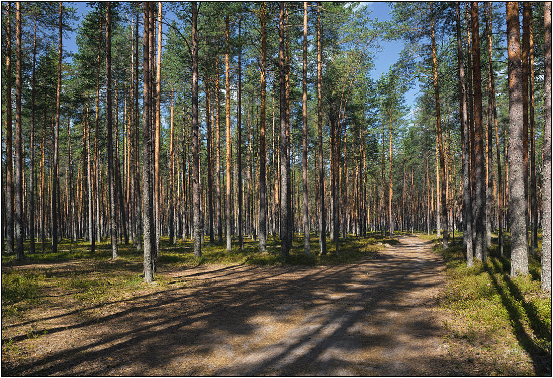photo "Shadows of young pine forests" tags: landscape, nature, forest, summer, тени
