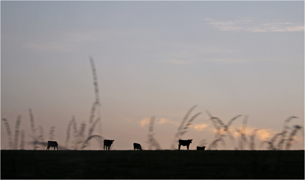 фото "Вечерние силуэты" метки: жанр, вечер, закат, коровы, путевыезаметки, силуэты