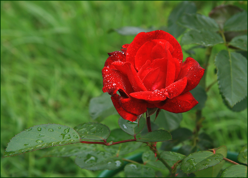 photo "***" tags: nature, macro and close-up, rose