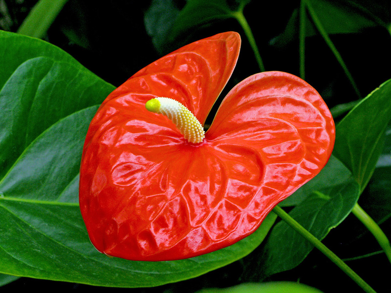 photo "Red Tropical" tags: nature, 