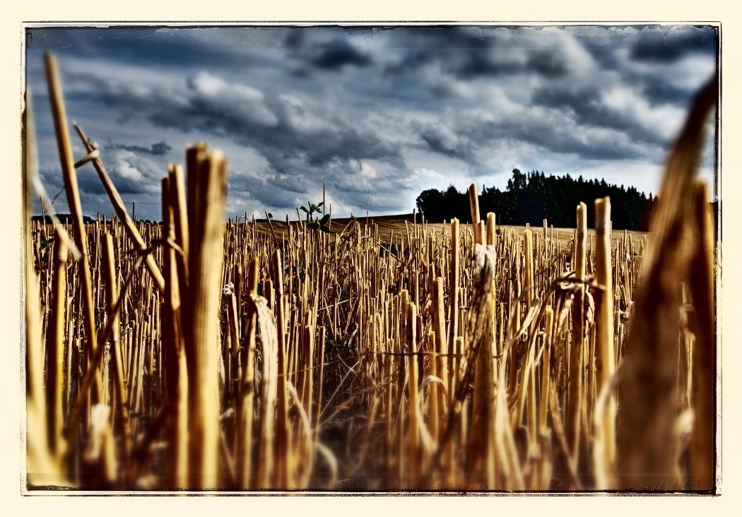 photo "the end of the summer" tags: landscape, abstract, 