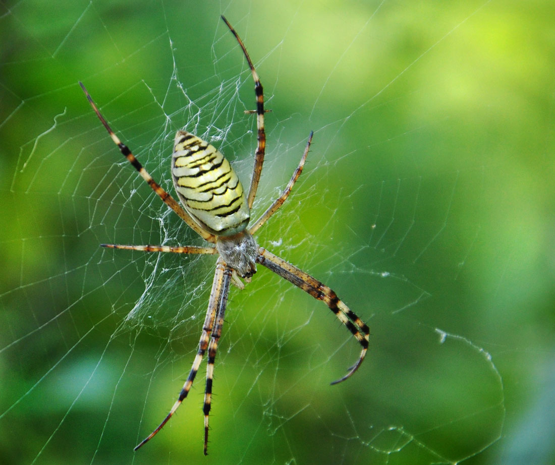 фото "Регулировщик" метки: природа, паук