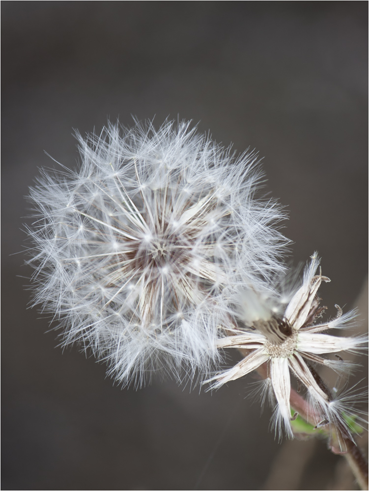 photo "***" tags: macro and close-up, 