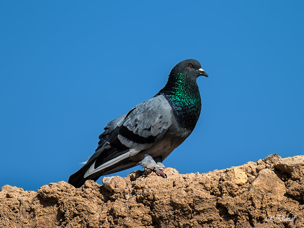 photo "Pigeon" tags: nature, 