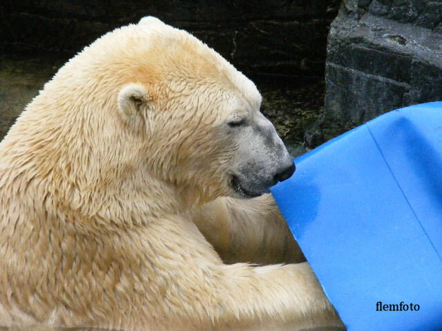 photo "Polar bear" tags: nature, Europe