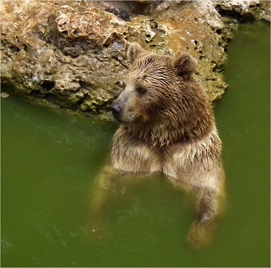 фото "СПА "Мишель"." метки: природа, жанр, SPA, bear, СПА, медведь