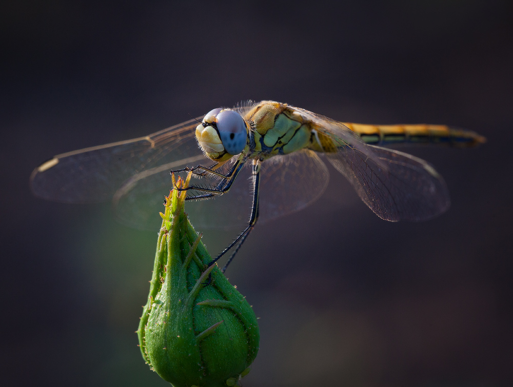 photo "***" tags: macro and close-up, 