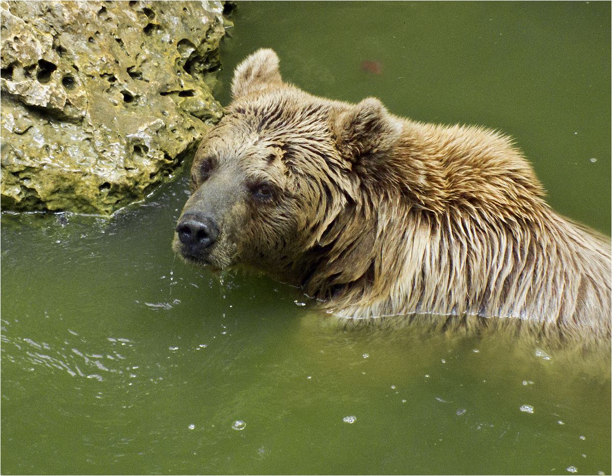 photo "Plus 35 Celsius." tags: nature, bear, медведь