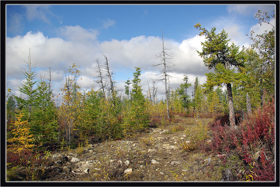 photo "***" tags: landscape, taiga