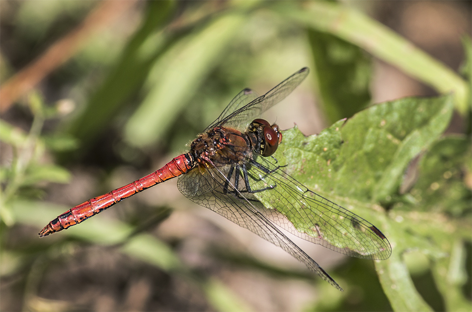 photo "***" tags: macro and close-up, 